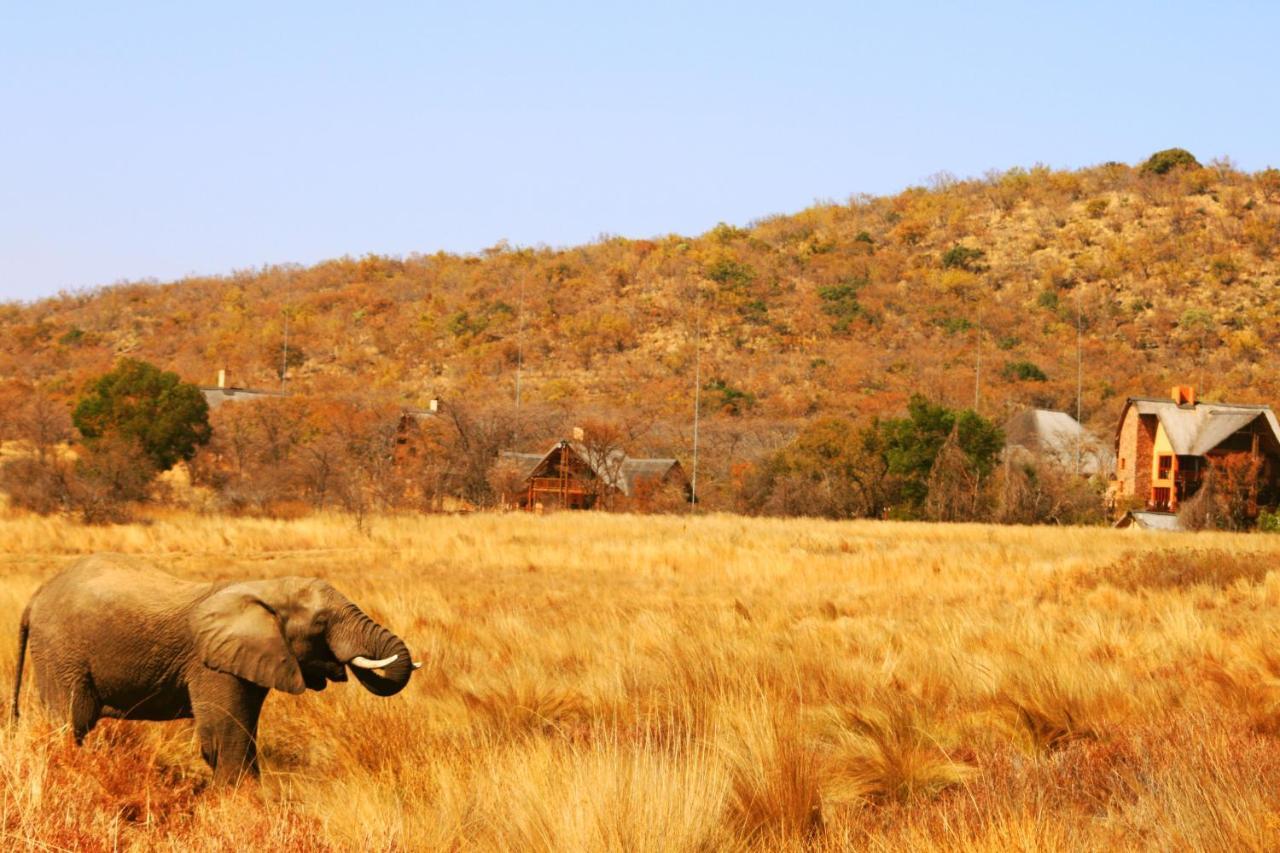 Kololo Game Reserve Welgevonden Game Reserve Exterior photo